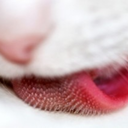 kittytongue avatar