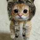 kittywithahatcat avatar