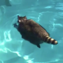 kiwi-cookieee avatar