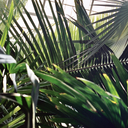 kiwifruit-child avatar