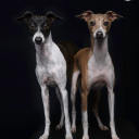 kiwihounds avatar