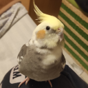 kiwitheborb avatar