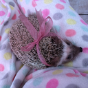 kiwithehedgie avatar