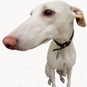 kiwithewhippet avatar