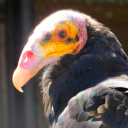 kiwiwideathday avatar