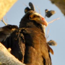 kiwiwisdeathday avatar