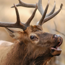 kjelg-the-elk avatar