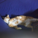 kk-villainous-love-paperhat avatar