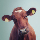 klaascows avatar