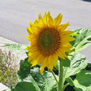 klassturesmamma avatar