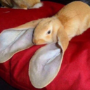 klfgldjfmjhbcvdjks avatar