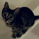 klumsy-kimchi avatar