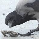 kmarttelescope13 avatar