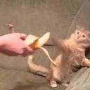 kmsjackrabbit avatar