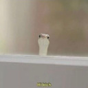 kneeeeellllll avatar