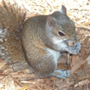 kneel-before-kod avatar