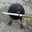 knifecollectingcrow avatar