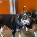 knight-catalot avatar