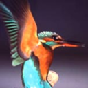 knight-of-the-kingfisher-blog avatar