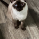 knightlybitty avatar