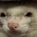 knightofquail avatar