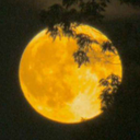 knightsidephotos avatar