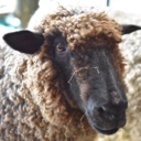 knitonemewtwo avatar