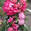 knitsthenight avatar