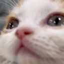 knittingmyself-a-tardis avatar