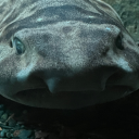 knittingnurseshark avatar