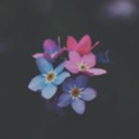 knivesaretoys avatar