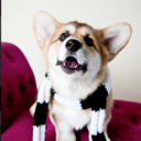 knivesthecorgi avatar