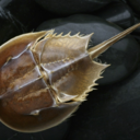 knobs-of-the-crab100 avatar