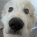 knockyoualldown avatar