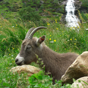 knopperbrister avatar