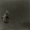 knowitlikeapoet-blog avatar