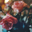 knowledgeprecedes avatar