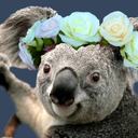 koalahoe avatar