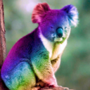 koalas-are-fat avatar