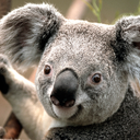 koalas-koalas-everywhere avatar