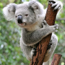 koalashoes avatar