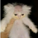 kocannot-going-delulu avatar