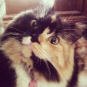 kochenggarong avatar