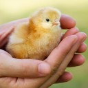 kocourmokroocko avatar