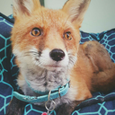 kodathefox avatar