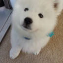 kofuthesamoyed avatar