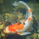 koi-studies avatar