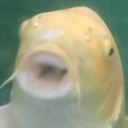 koimethehorizon avatar