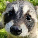 koinamadehweeb avatar