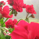 koishekarakolata avatar